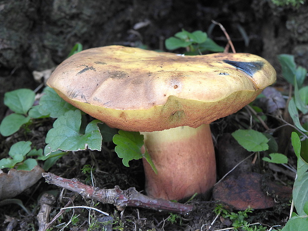 hríb zrnitohlúbikový odfarbený Neoboletus xanthopus (Quél.) Krieglst.