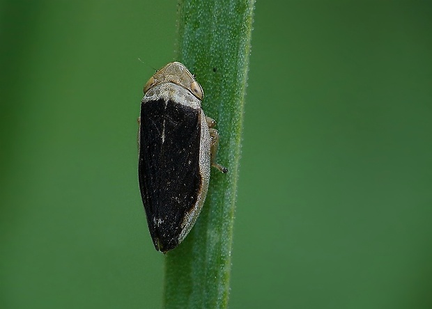 peniarka obyčajná Philaenus spumarius f. leucocephala