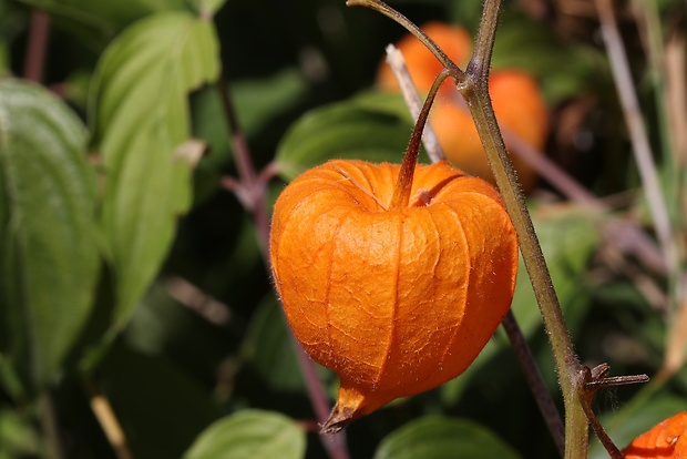 machovka čerešňová Physalis alkekengi L.