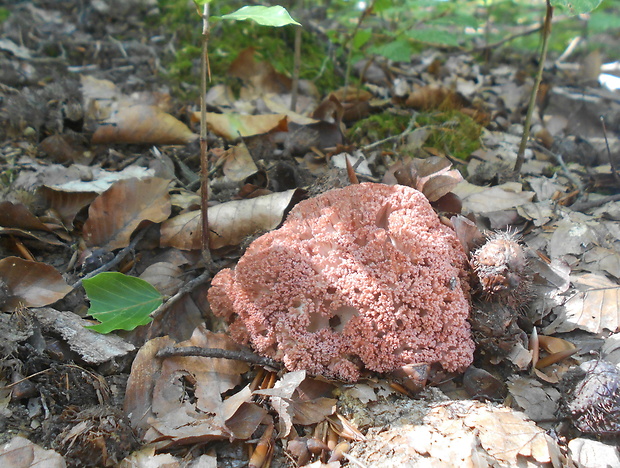 strapačka koralovitá Ramaria botrytis (Pers.) Ricken