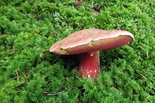 hríb úhľadný horský Rubroboletus rubrosanguineus (Cheype) Kuan Zhao & Zhu L. Yang