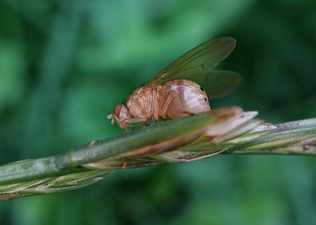 tieňovka Sapromyzosoma quadripunctata (Linnaeus, 1758)