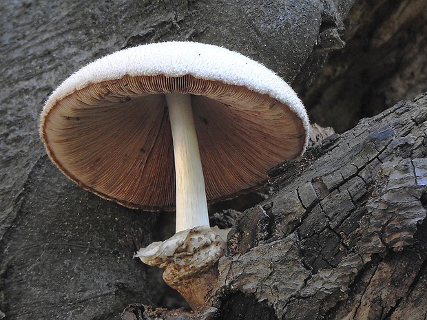 pošvovec stromový Volvariella bombycina (Schaeff.) Singer