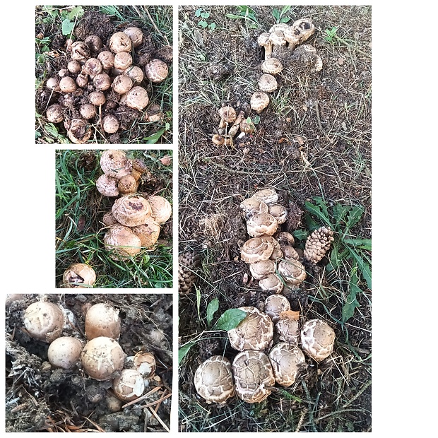 pečiarka trsovitá Agaricus bohusii Bon