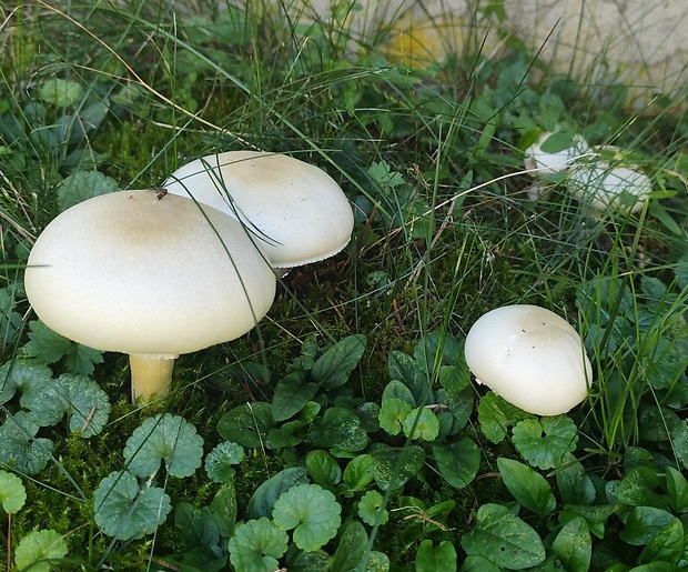 pečiarka Agaricus sp.