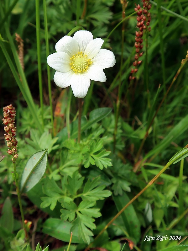 veternica Anemone baldensis L.