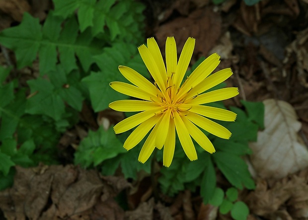 razivka smradľavá Aposeris foetida (L.) Less.