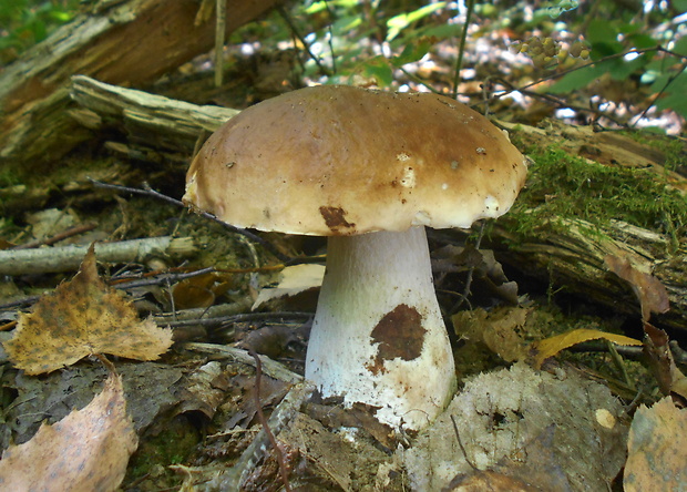 hríb smrekový Boletus edulis Bull.