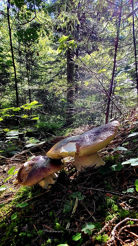 hríb smrekový Boletus edulis Bull.