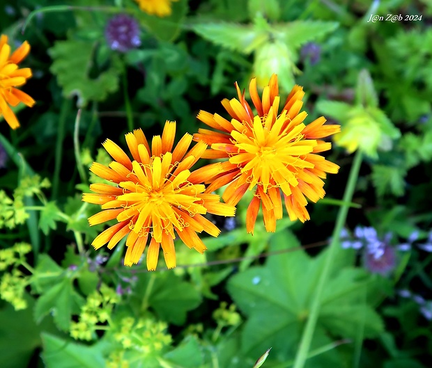 škarda Crepis aurea (L.) Cass.