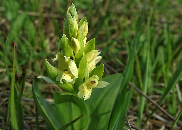 vstavačovec bazový Dactylorhiza sambucina (L.) Soó