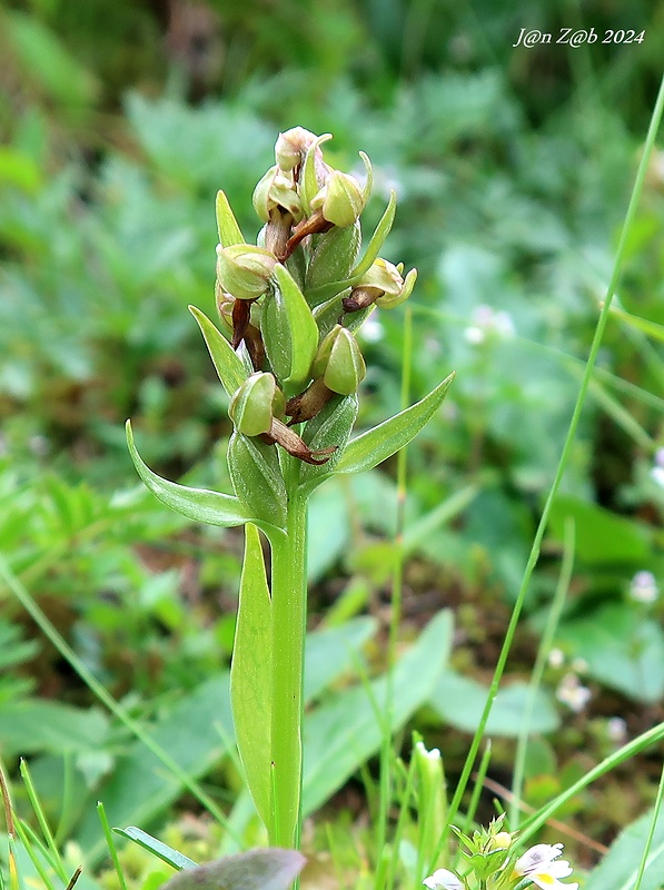 vstavačovec zelený Dactylorhiza viridis (L.) A.M. Bateman, A.M. Pridgeon &amp; M. Chase