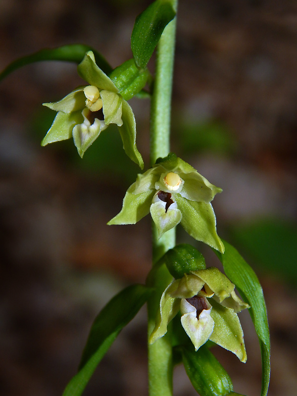 kruštík neskorý Epipactis albensis Nováková & Rydlo