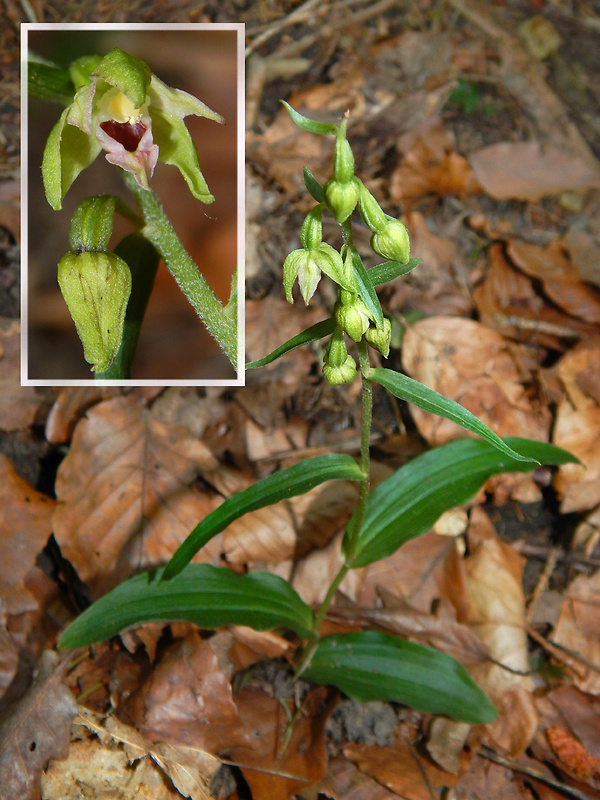 kruštík rožkatý Epipactis muelleri Godfery