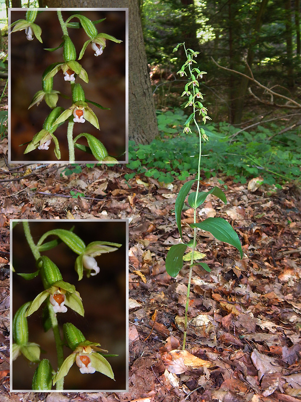 kruštík voethov Epipactis voethii Robatsch