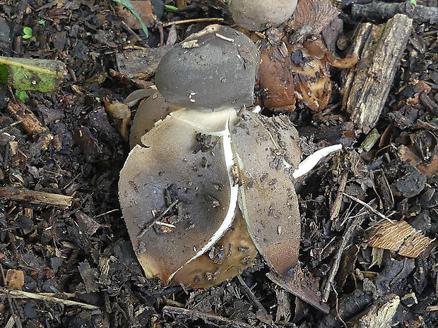 hviezdovka klenbová Geastrum fornicatum (Huds.) Hook.