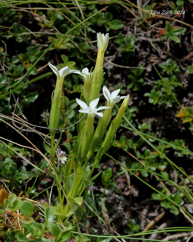 horec snežný Gentiana nivalis L.