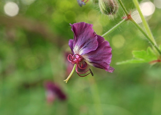 pakost hnedočervený Geranium phaeum L.