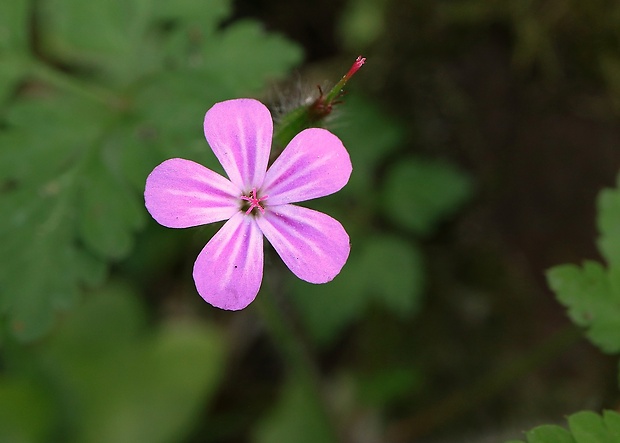 pakost smradľavý Geranium robertianum L.