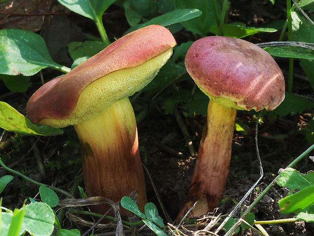 suchohríb karmínový Hortiboletus rubellus (Krombh.) Simonini, Vizzini & Gelardi