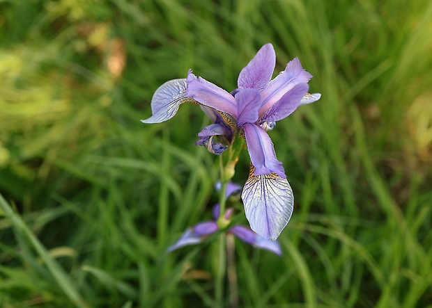 kosatec sibírsky Iris sibirica L.