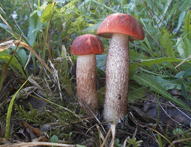 kozák dubový Leccinum aurantiacum (Bull.) Gray