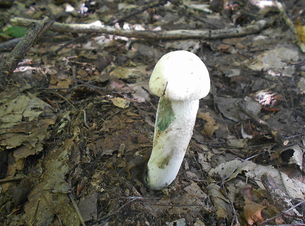 kozák biely Leccinum holopus (Rostk.) Watling