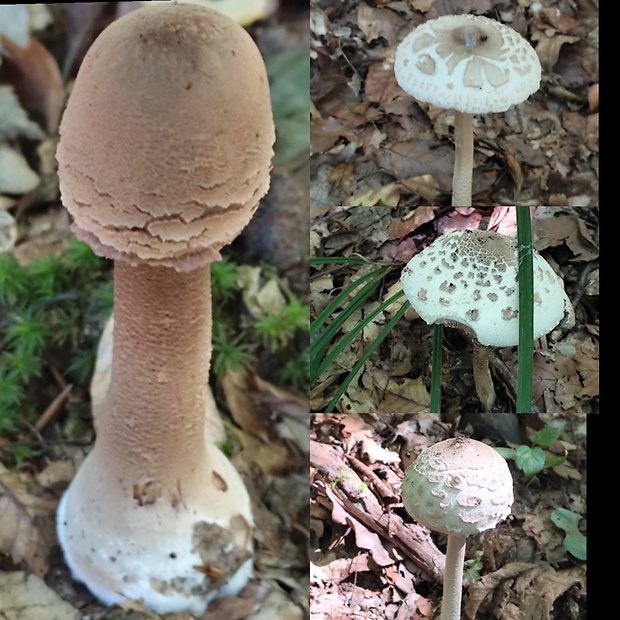 bedľa Macrolepiota sp.