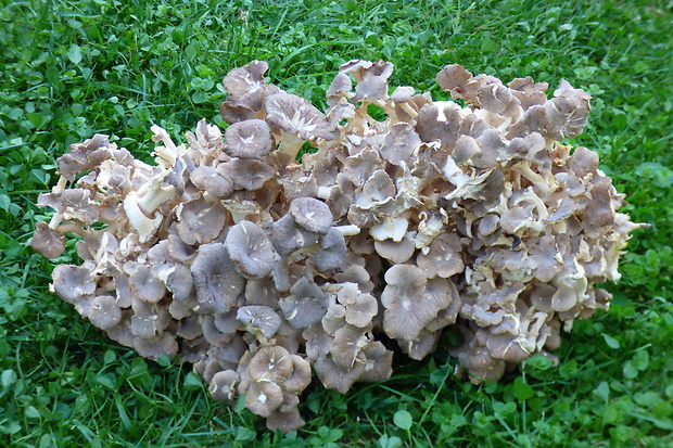 trúdnik klobúčkatý Polyporus umbellatus (Pers.) Fr.