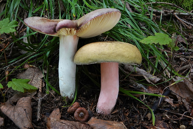 plávka olivová Russula olivacea (Schaeff.) Fr.