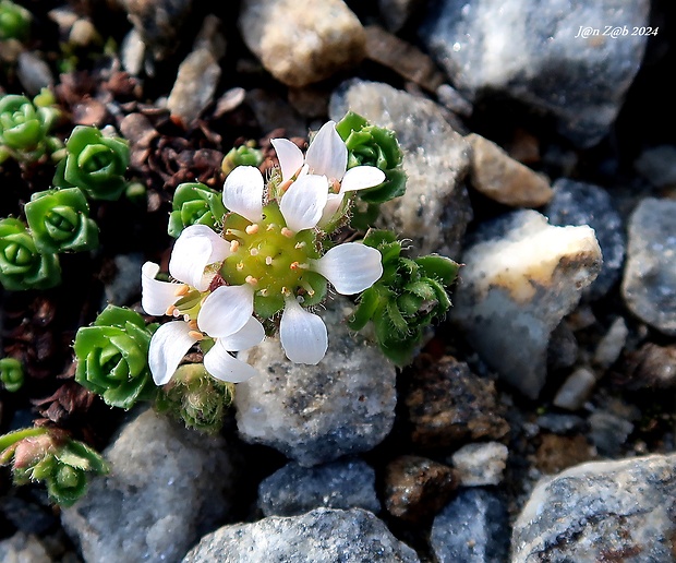 lomikameň Saxifraga biflora All.