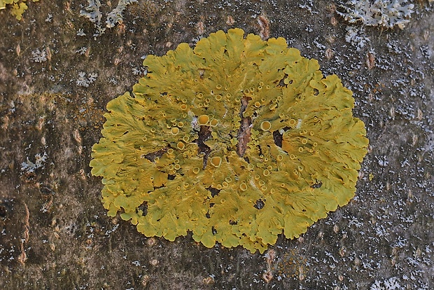 diskovník múrový Xanthoria parietina var. parietina (L.) Th. Fr.