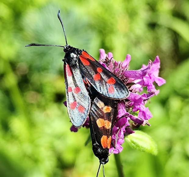 vretienka obyčajná  Zygaena filipendulae