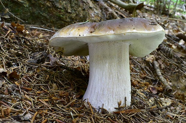 hríb smrekový Boletus edulis Bull.