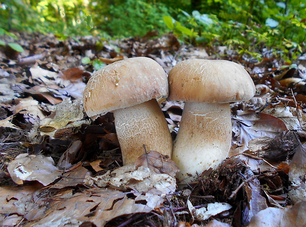 hríb dubový Boletus reticulatus Schaeff.