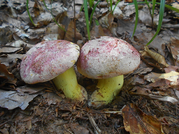 hríb kráľovský Butyriboletus regius (Krombh.) D. Arora & J.L. Frank