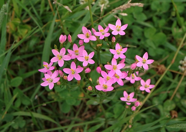 zemežlč menšia Centaurium erythraea Rafn