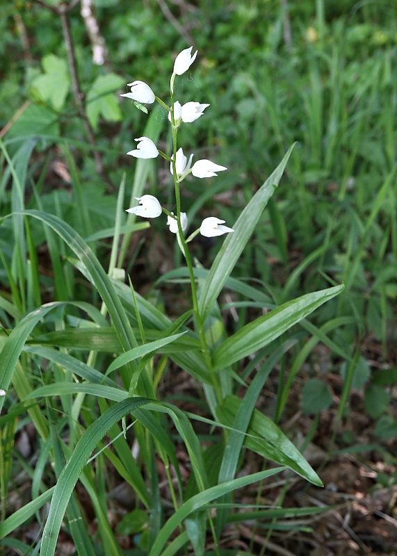 prilbovka dlholistá Cephalanthera longifolia (L.) Fritsch