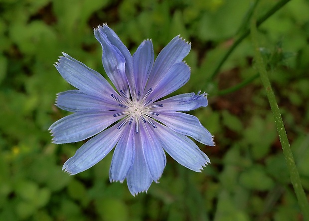 čakanka obyčajná Cichorium intybus L.