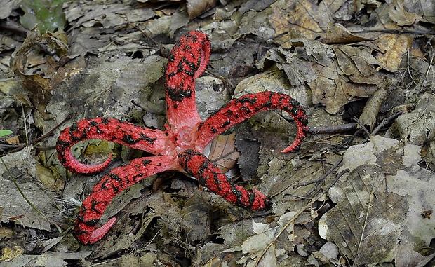 mrežovka kvetovitá Clathrus archeri (Berk.) Dring