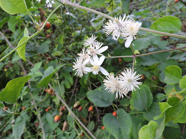 plamienok plotný Clematis vitalba L.