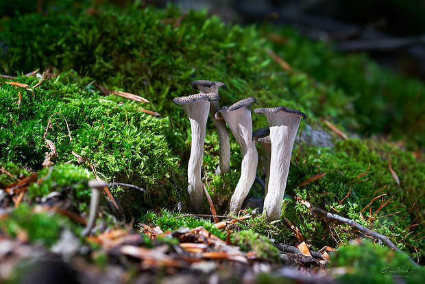 lievik trúbkovitý Craterellus cornucopioides (L.) Pers.