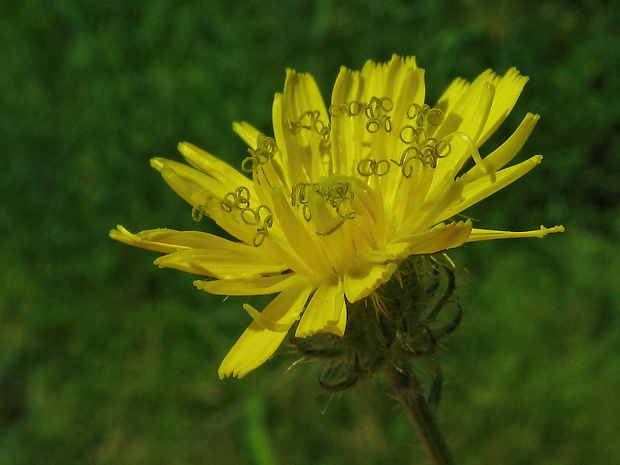 škarda štetinatá Crepis setosa Haller f.