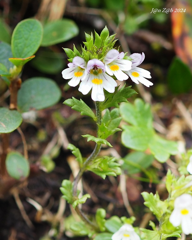 očianka Euphrasia alpina Lam.