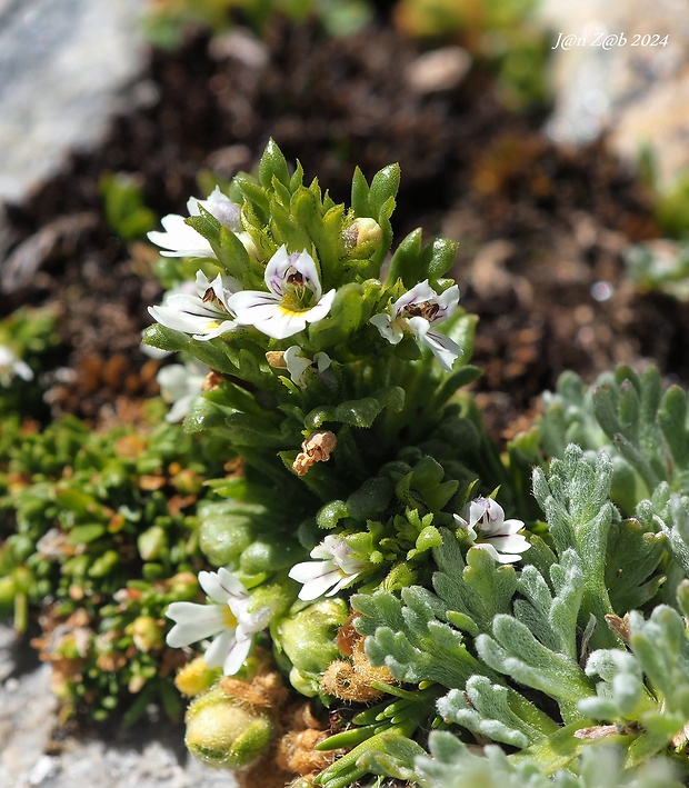 očianka Euphrasia alpina Lam.