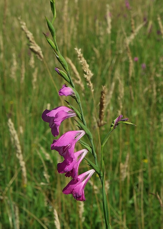 mečík škridlicovitý Gladiolus imbricatus L.