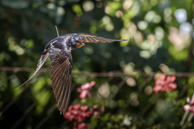 lastovička domová Hirundo rustica