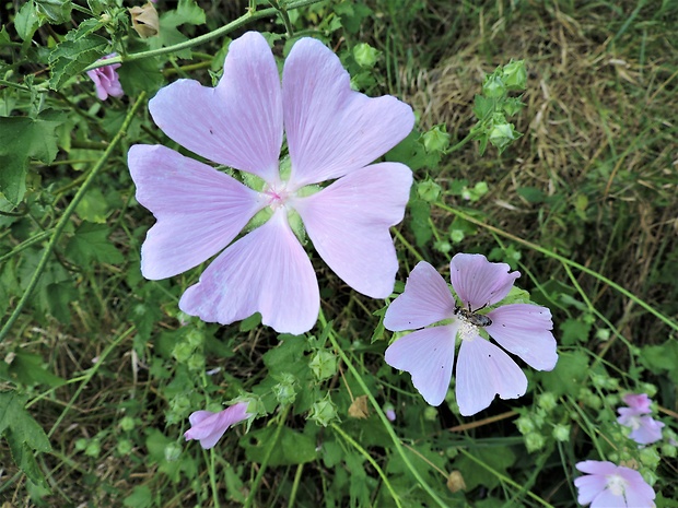 slezovec durínsky Lavatera thuringiaca L.