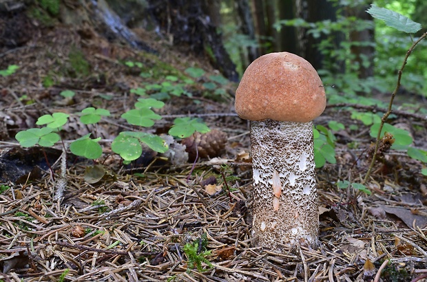 kozák smrekový Leccinum piceinum Pilát & Dermek