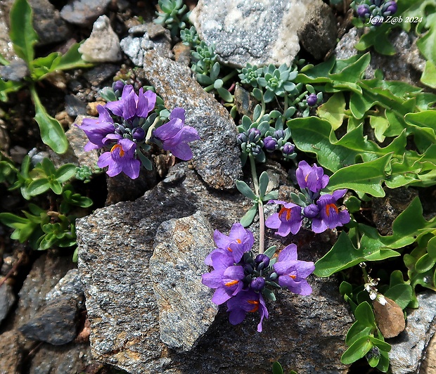 pyštek alpínsky Linaria alpina (L.) Mill.